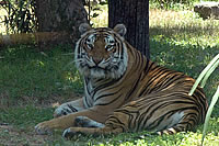 Tiger at Animal Kingdom