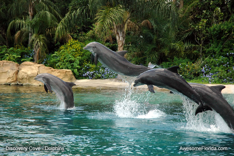 discovery-cove-dolphins-b.jpg