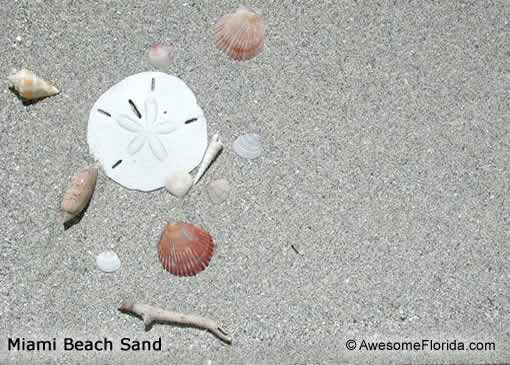 Florida Beach Sand - Pictorial samples of beach sand from selected beaches.