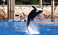 Orca jumping at SeaWorld image