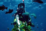 Scuba diving 